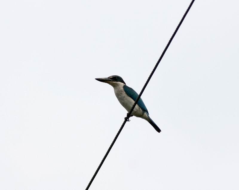 ���ɱ����