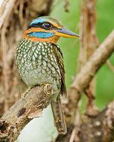 �������