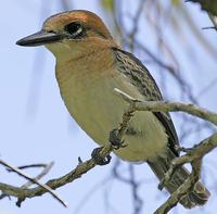 ��������ͼƬ