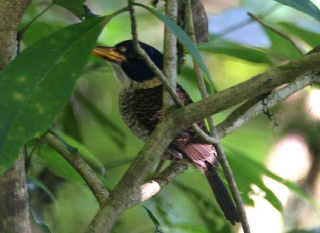 ��ͷ����ͼƬ