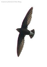 �ױ���β����