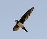 ��ɽ����