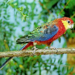 ����õ������