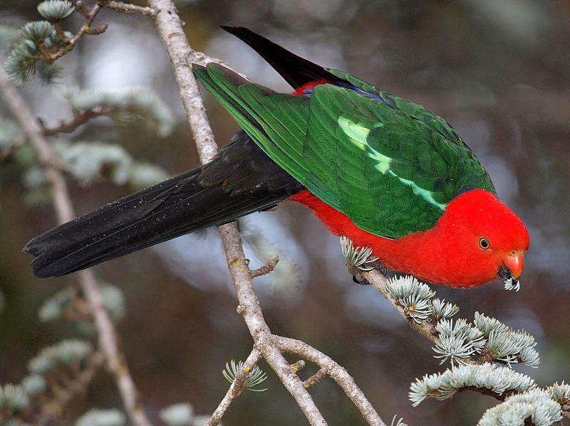 王鹦鹉属 王鹦鹉属的图片