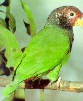 ��ͷ����