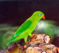 ��β������