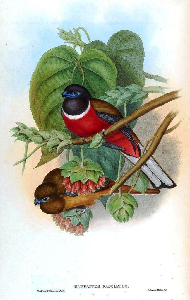 ҧ������ͼƬ