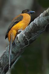 ����ҧ��