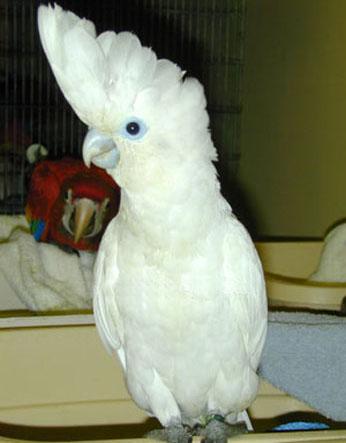 ��ͷ���Ŀ�