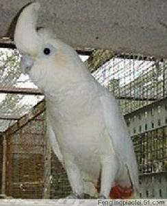 ��ͷ���Ŀ�