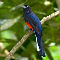 拜氏美洲咬鹃 拜氏美洲咬鹃的图片