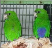 紫腹鹦鹉 紫腹鹦鹉的图片