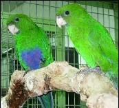 �ϸ�����