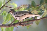 紫翅地鸠 紫翅地鸠的图片