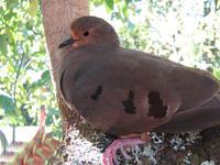 紫胸地鸠 紫胸地鸠的图片