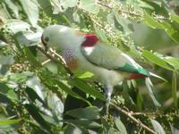 银顶果鸠 银顶果鸠的图片