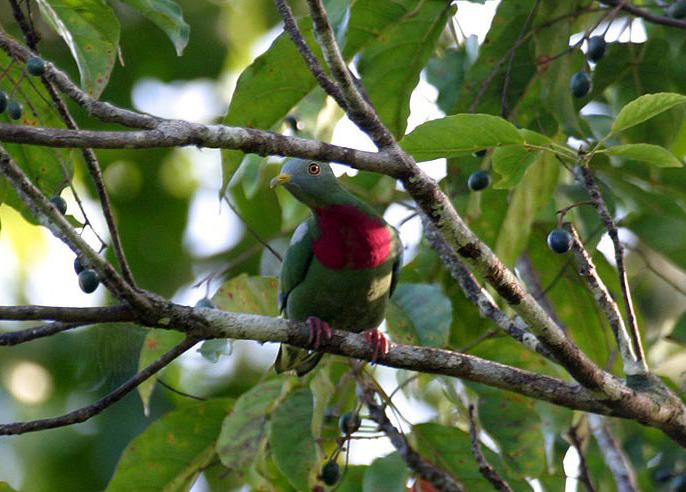 紫红胸果鸠 紫红胸果鸠的图片