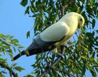 苏拉斑皇鸠 苏拉斑皇鸠的图片