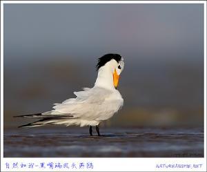 ��ͷ��Ÿ��