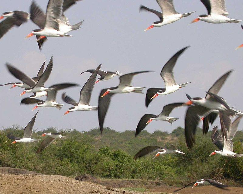 ���޼���Ÿ��ͼƬ