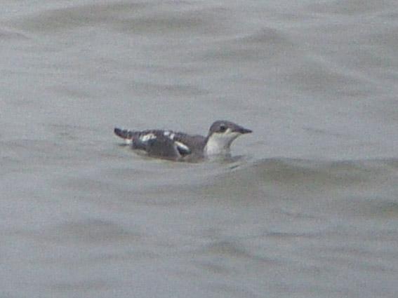 长嘴斑海雀 长嘴斑海雀的图片