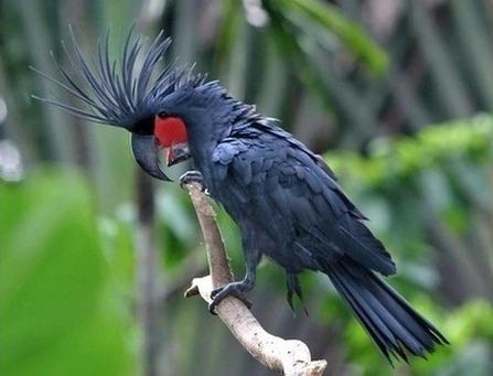 ������ͷ����