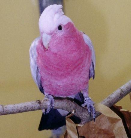 粉红凤头鹦鹉 粉红凤头鹦鹉的图片