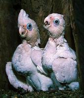 С��ͷ���ĵ�ͼƬ