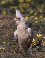 С��ͷ����