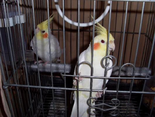 С��������