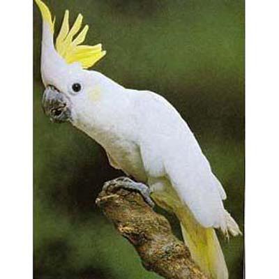 С��������