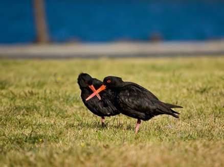 ���޺�����