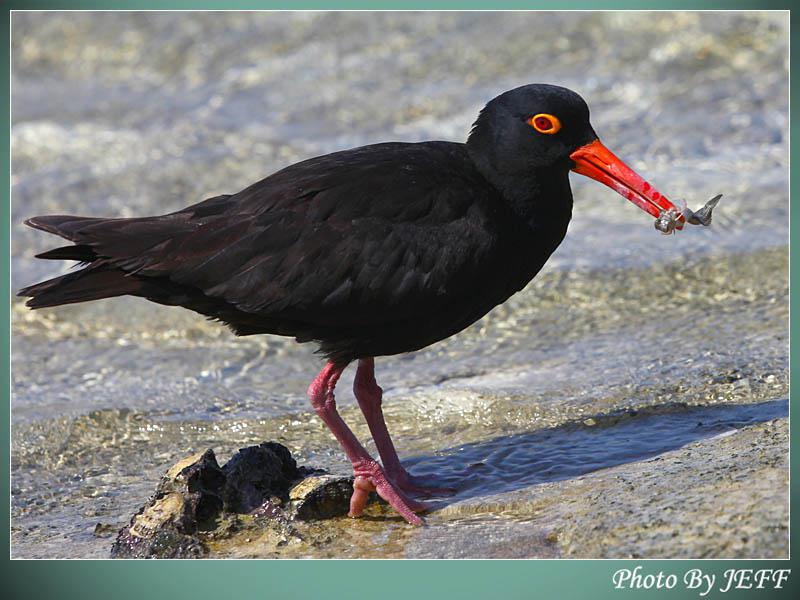 ���޺�����