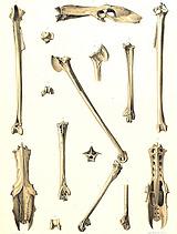 �����׹Ƕ�