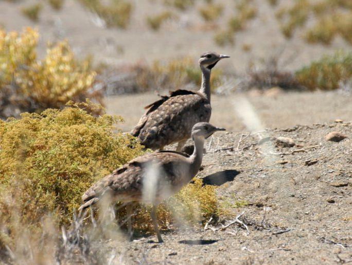 黑喉鸨 黑喉鸨的图片