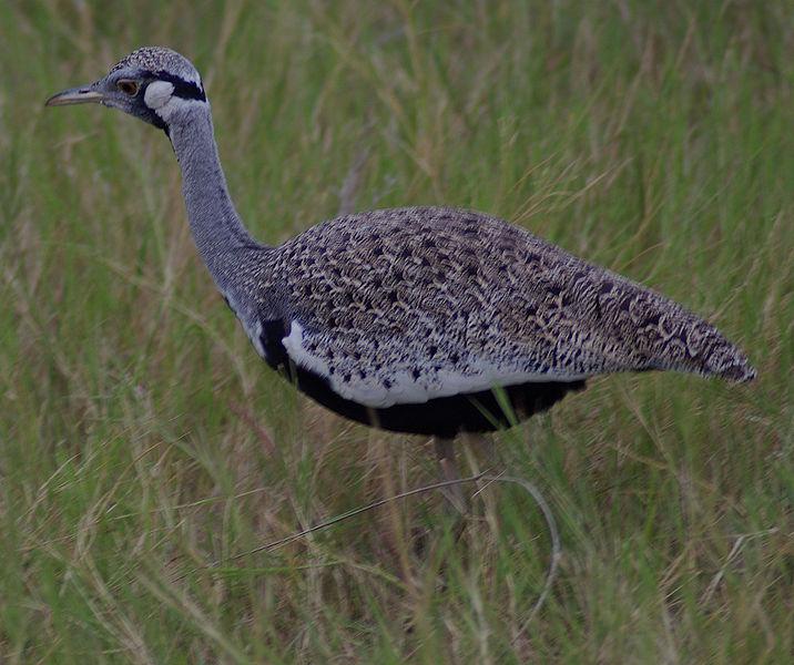 �ֺڸ���ͼƬ