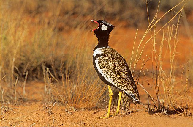 黑鸨 黑鸨的图片