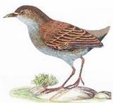 ��β�����