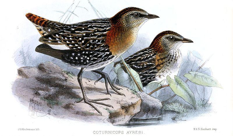 侏秧鸡属 侏秧鸡属的图片