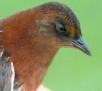 ٪������