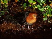 ٪������