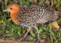 ٪������