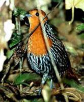 ٪������