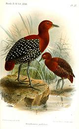 �װ�٪����