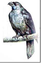 ����ķ����