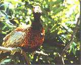 �ھ���β��