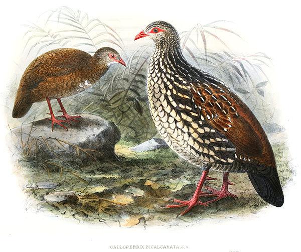 ˹���������ȵ�ͼƬ