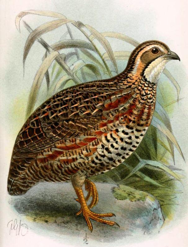 л������ͼƬ