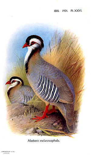 阿拉伯石鸡 阿拉伯石鸡的图片