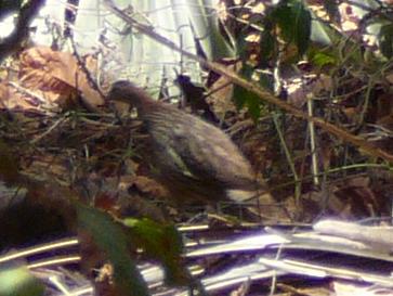 ˫������ͼƬ